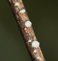 Panellus minimus