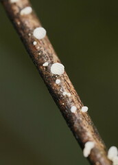 Panellus minimus