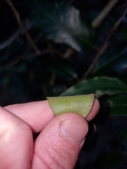 Melodinus acutiflorus