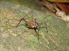 Amphiacusta caraibea