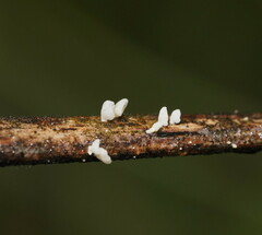 Panellus minimus