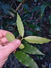Melodinus acutiflorus