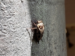 Tomoxia lineella