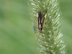 Stenotus binotatus
