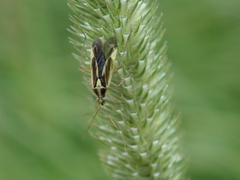 Stenotus binotatus
