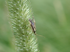 Stenotus binotatus