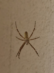 Argiope bruennichi