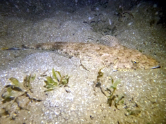 Platycephalus westraliae