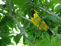 Icterus mesomelas
