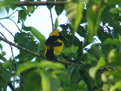 Icterus mesomelas