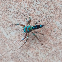 Cosmophasis valerieae