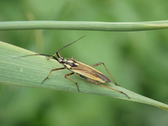 Leptopterna dolabrata