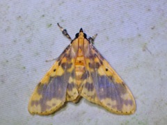 Pachynoa thoosalis