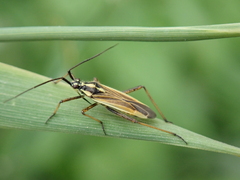 Leptopterna dolabrata