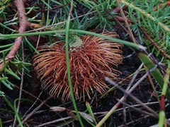 Banksia nutans