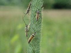 Leptopterna dolabrata