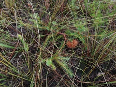 Banksia nutans