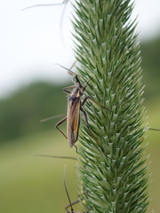 Leptopterna dolabrata