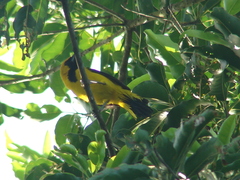 Icterus mesomelas
