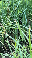 Platycnemis pennipes