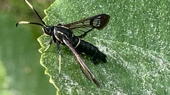 Synanthedon spheciformis