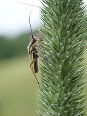 Leptopterna dolabrata