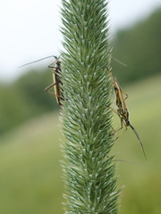 Leptopterna dolabrata