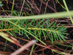 Banksia nutans