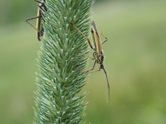 Leptopterna dolabrata