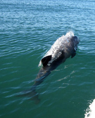 Cephalorhynchus heavisidii