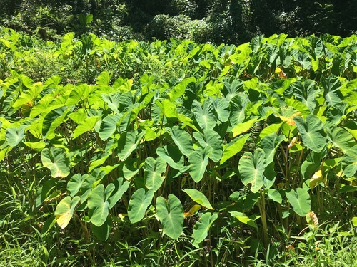 Colocasia esculenta observed 2018-06-30