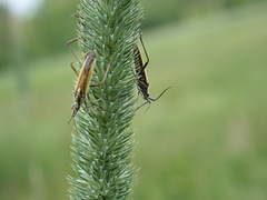 Leptopterna dolabrata