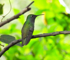 Thalurania