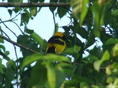 Icterus mesomelas