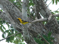 Icterus mesomelas