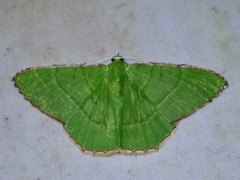 Ornithospila succincta