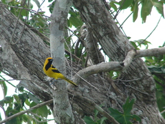 Icterus mesomelas
