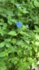 Aegonychon zollingeri