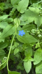Aegonychon zollingeri