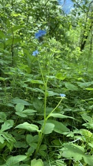 Aegonychon zollingeri