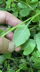 Aegonychon zollingeri