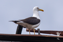 Larus fuscus