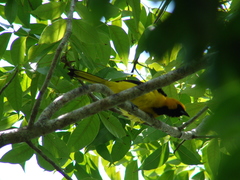 Icterus mesomelas