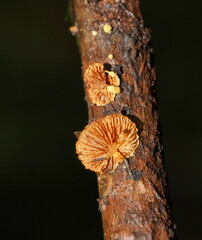 Pleuroflammula praestans