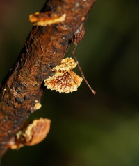 Pleuroflammula praestans