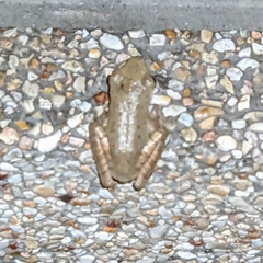 Polypedates megacephalus