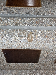 Polypedates megacephalus