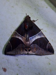 Bastilla crameri