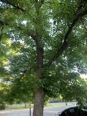 Fraxinus pennsylvanica