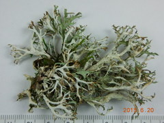 Platismatia stenophylla